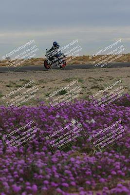 media/Jan-14-2023-SoCal Trackdays (Sat) [[497694156f]]/Turn 14 Exit Bloomig (145pm)/